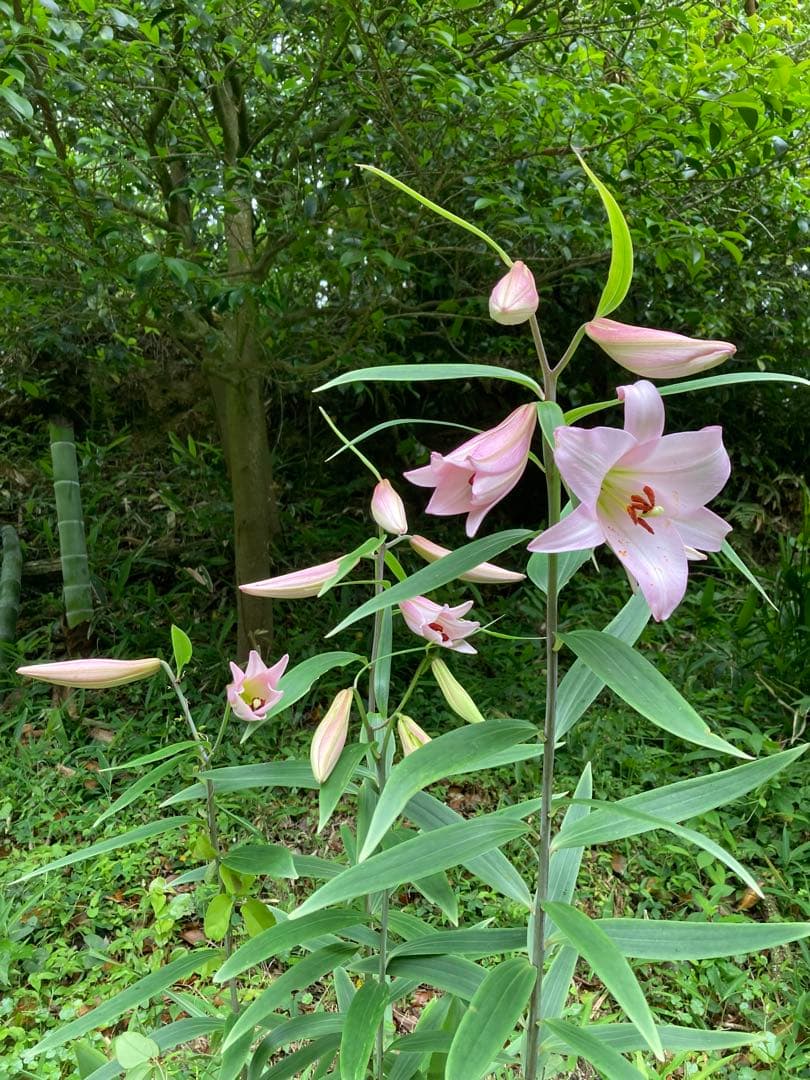 ササユリ開花球根3球