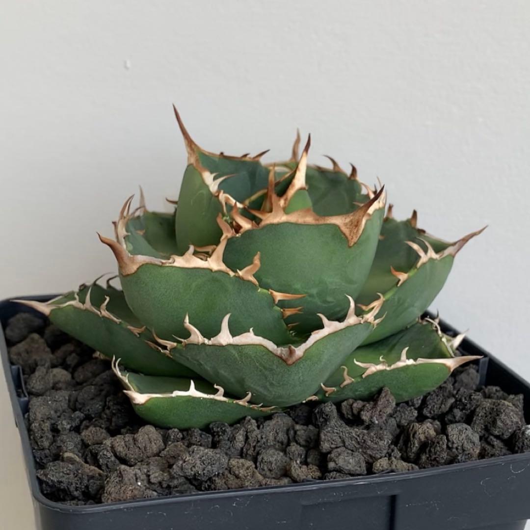 アガベ オテロイ 実生株 通称デブ丸くん 子株