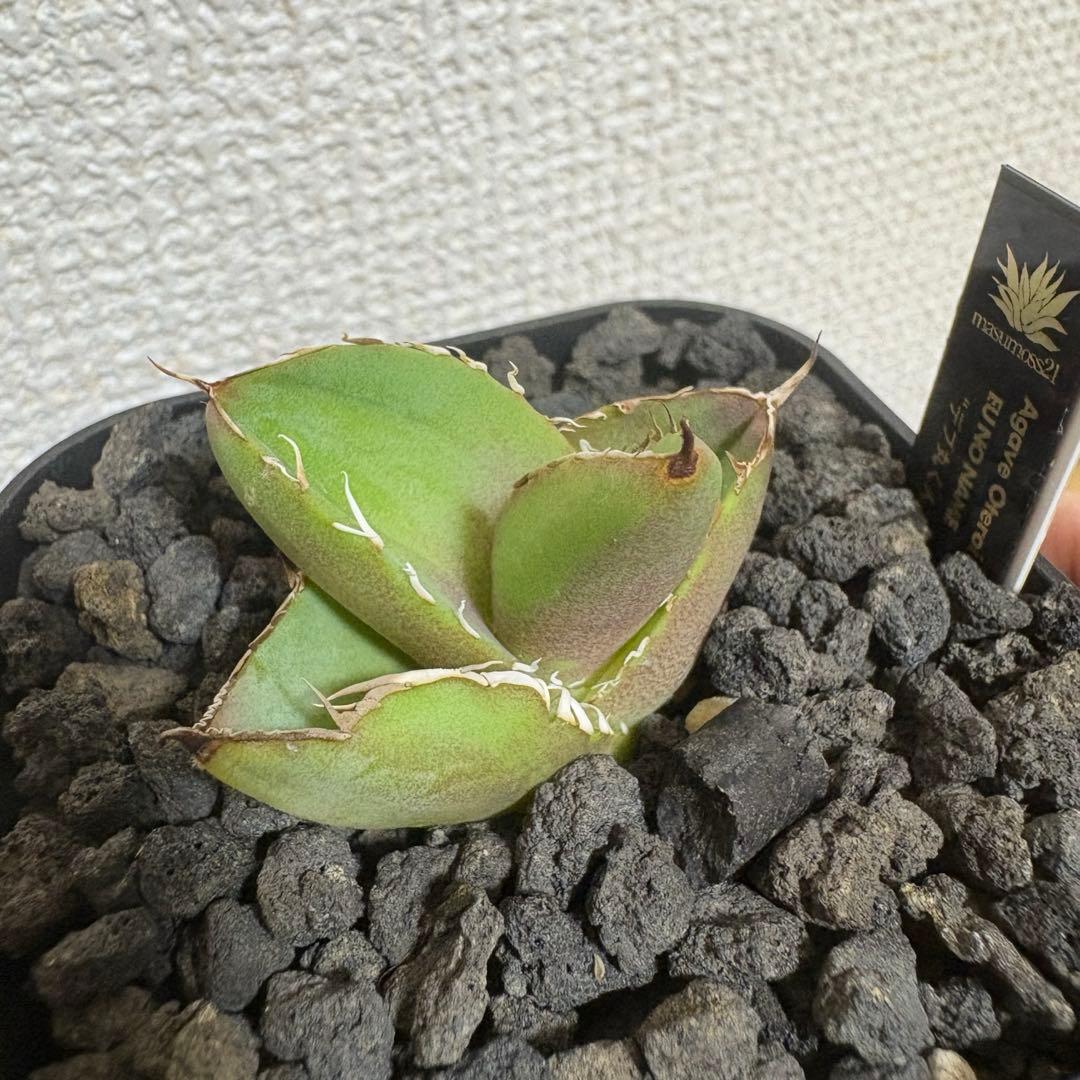 アガベ オテロイ 実生株 通称デブ丸くん 子株