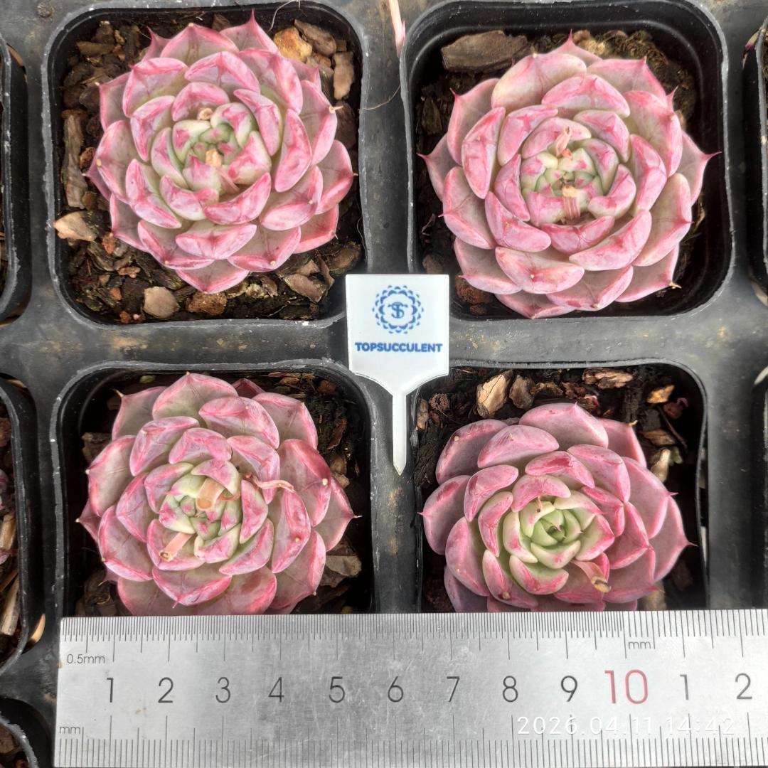 Top【選抜株】多肉植物　23173メドゥーサー 12個　鉢無し