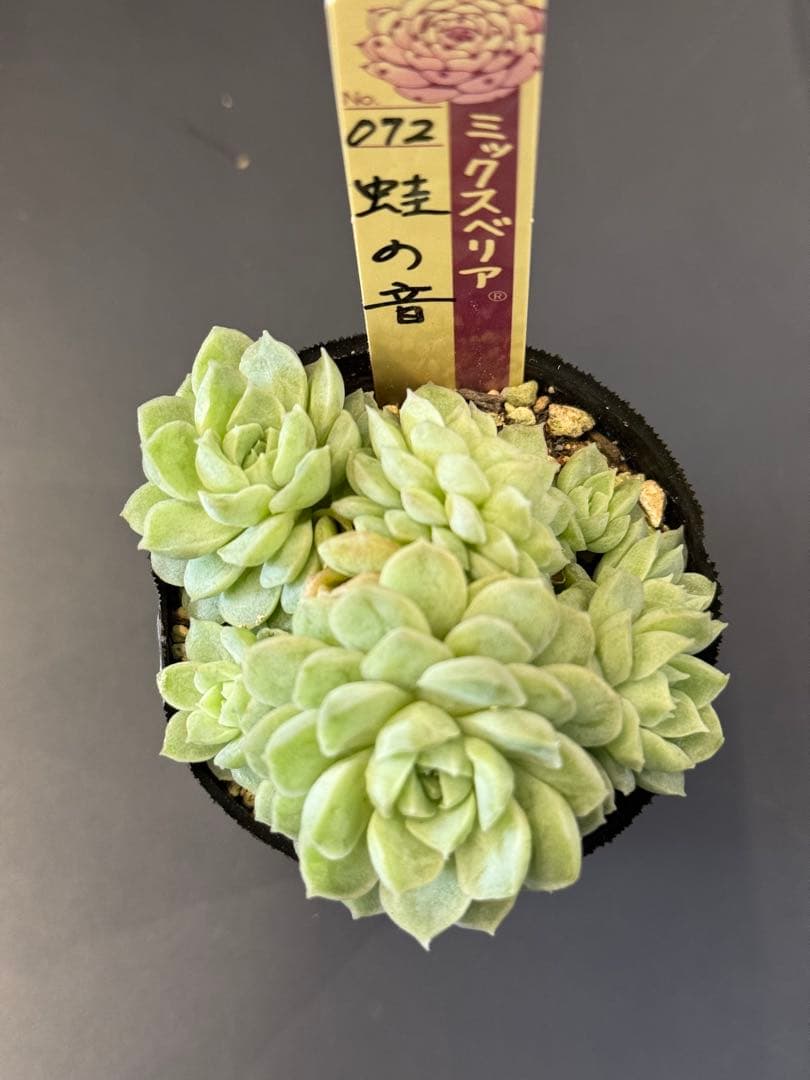ミックスベリア 札付き おらいさん苗 蛙の音