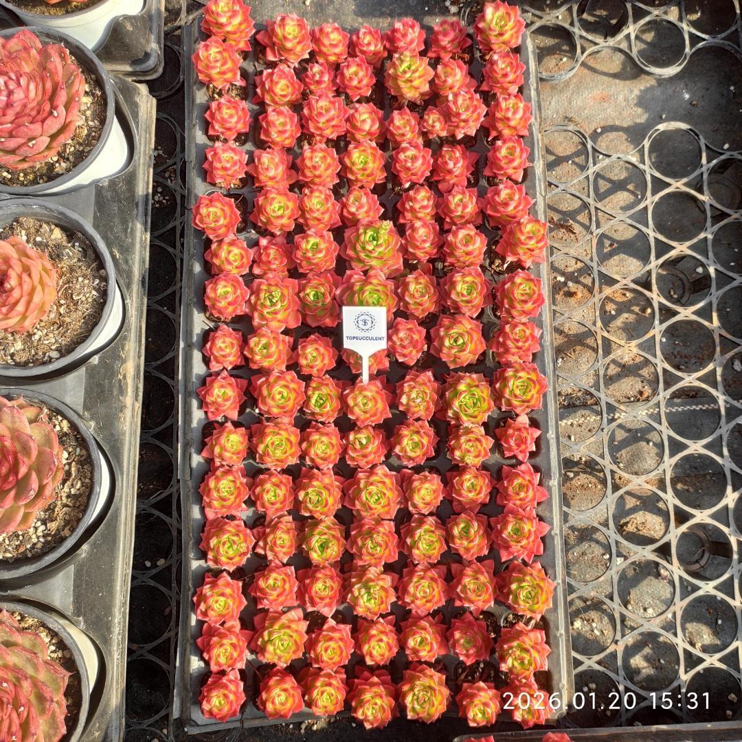 Top【選抜株】多肉植物　24906レティジア　105個　プラグトレー苗