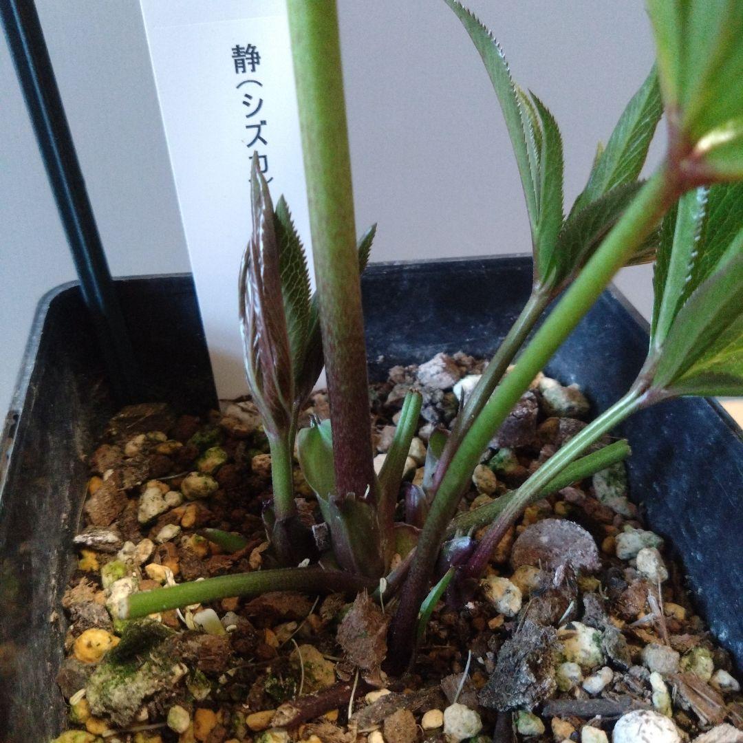 クリスマスローズ　ウィンターシンフォニー セミダブル　開花株