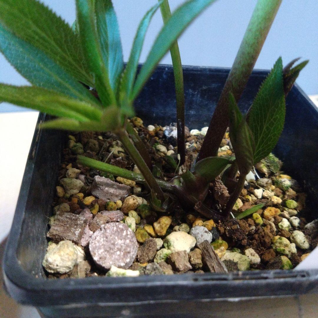 クリスマスローズ　ウィンターシンフォニー セミダブル　開花株