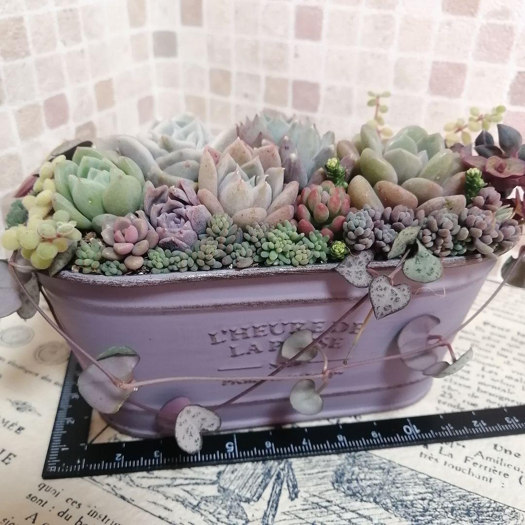 アンティーク風ブリキ缶寄せ*そのまま飾れる多肉植物の寄せ