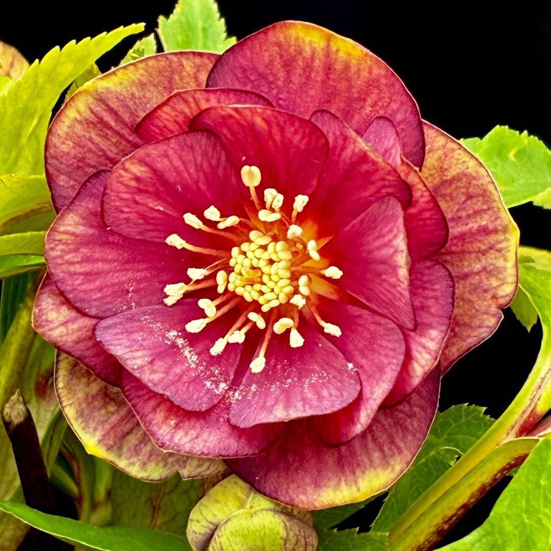 N*所様 596☘️蕾花付き☘️⭐️バイカラー⭐️オーレア⭐️小輪⭐️艶アイ⭐️