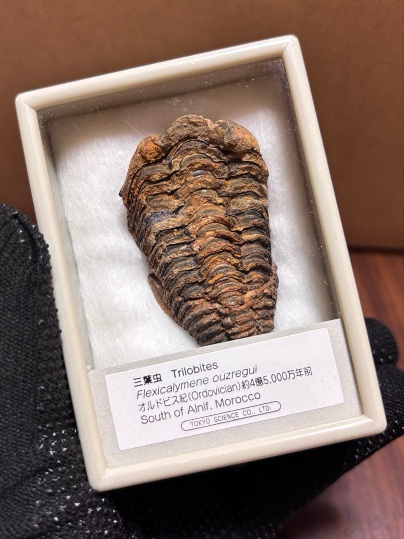 化石＆原石ミックス スピノサウルスの歯、三葉虫、魚眼石、パイライト 他