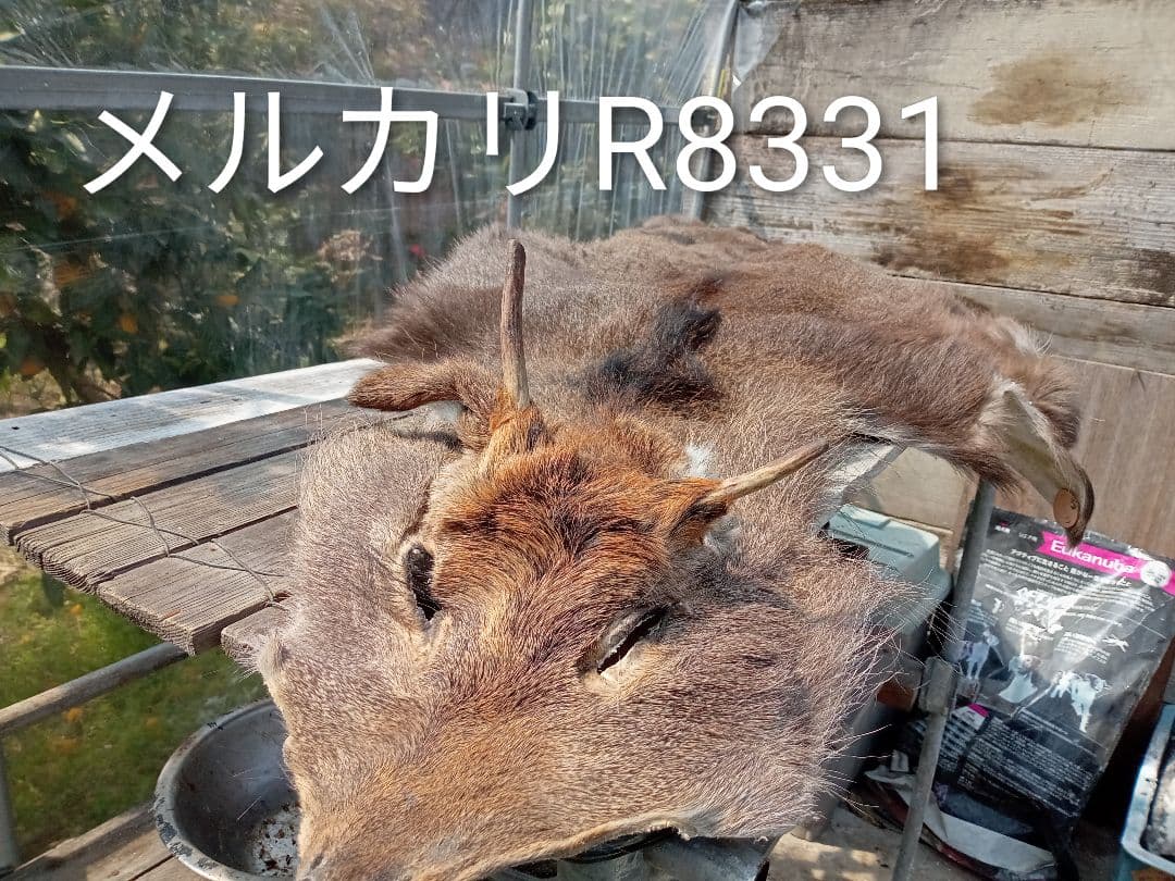 天然日本鹿の毛皮　ラグ
