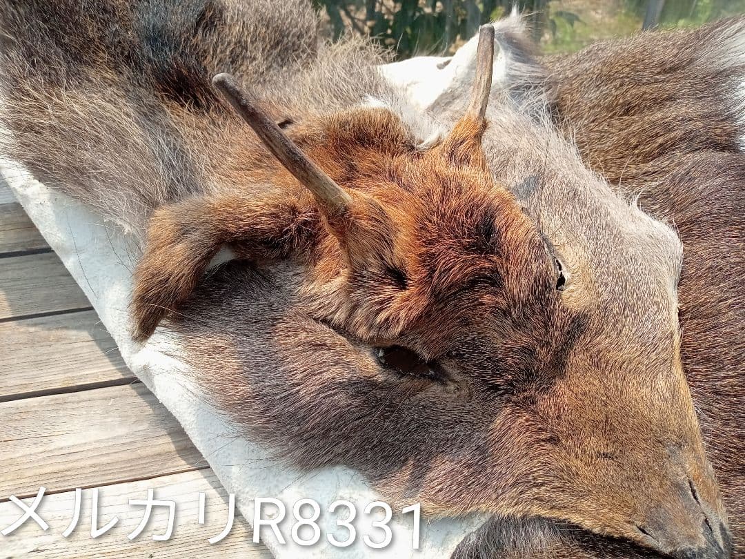 天然日本鹿の毛皮　ラグ