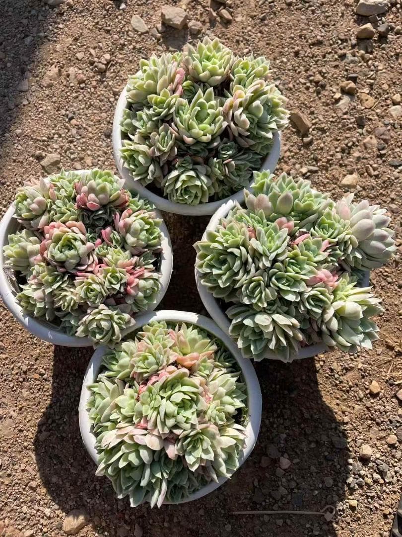 Top【選抜株】多肉植物　22097インブリカータ錦 12個　鉢無し/脱土