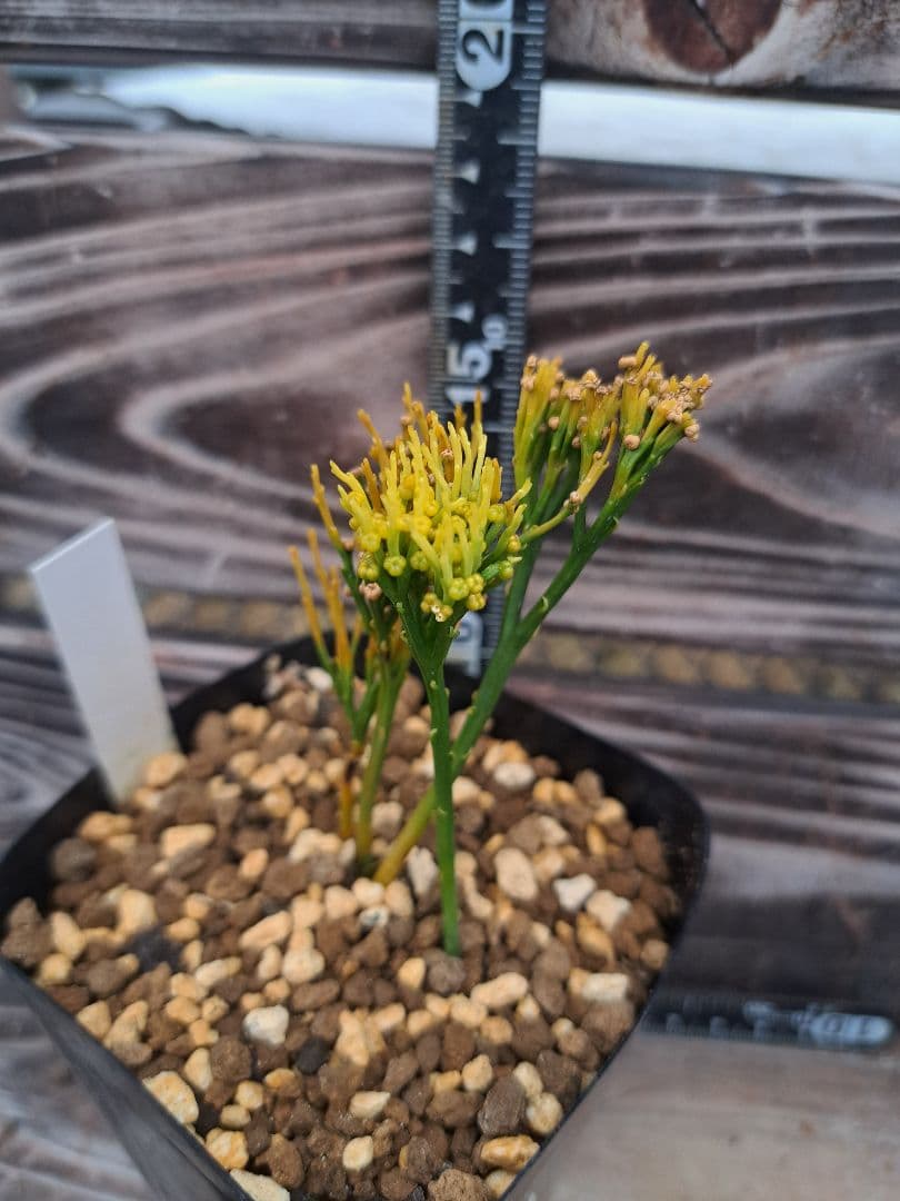 富嶽の虹　松葉蘭　シダ植物　植物　観葉植物　インテリア　珍奇植物　古典植物　園芸