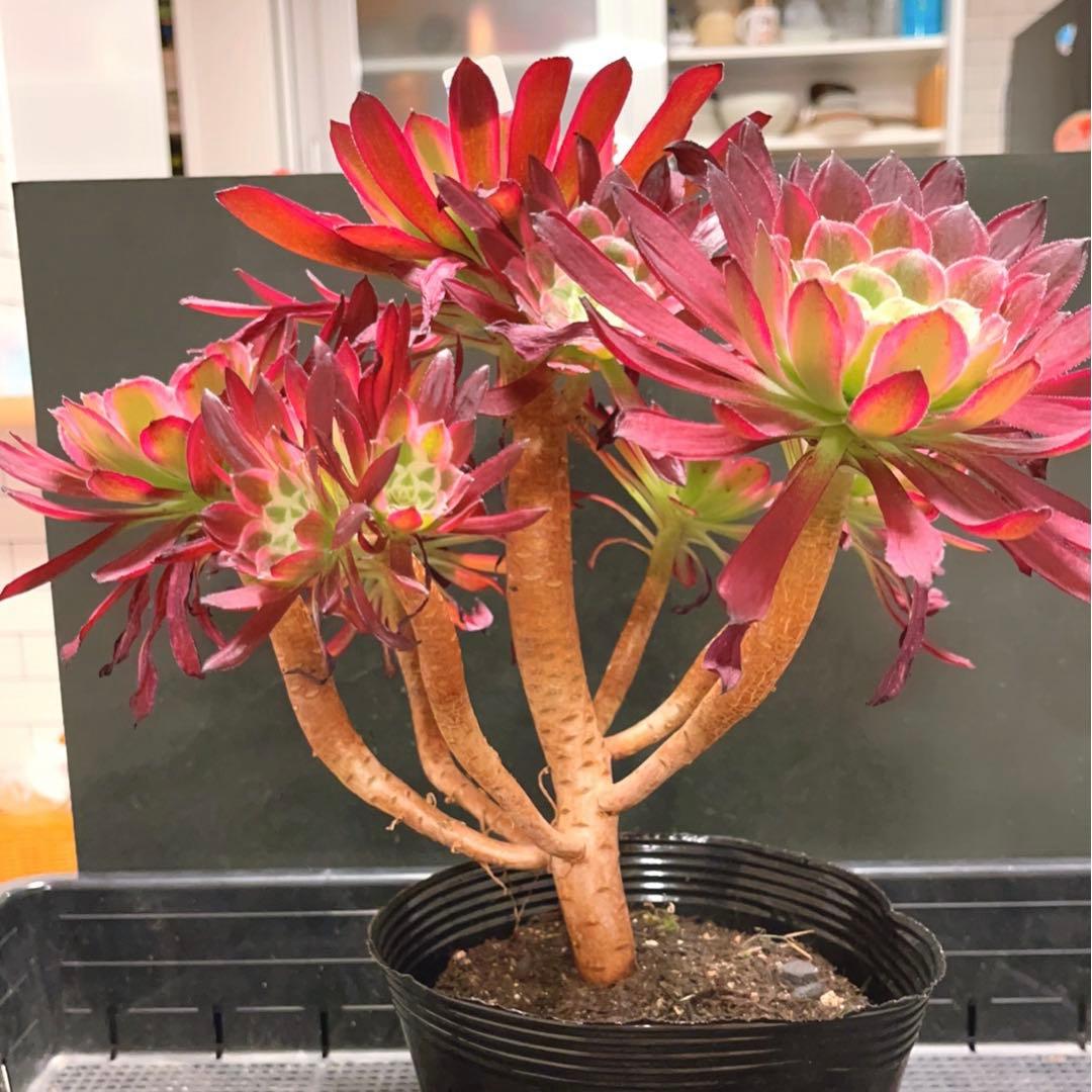65 #多肉植物アエオニウム錦❤️ カルミン*エメラルド ❤️8頭32cm拨き苗