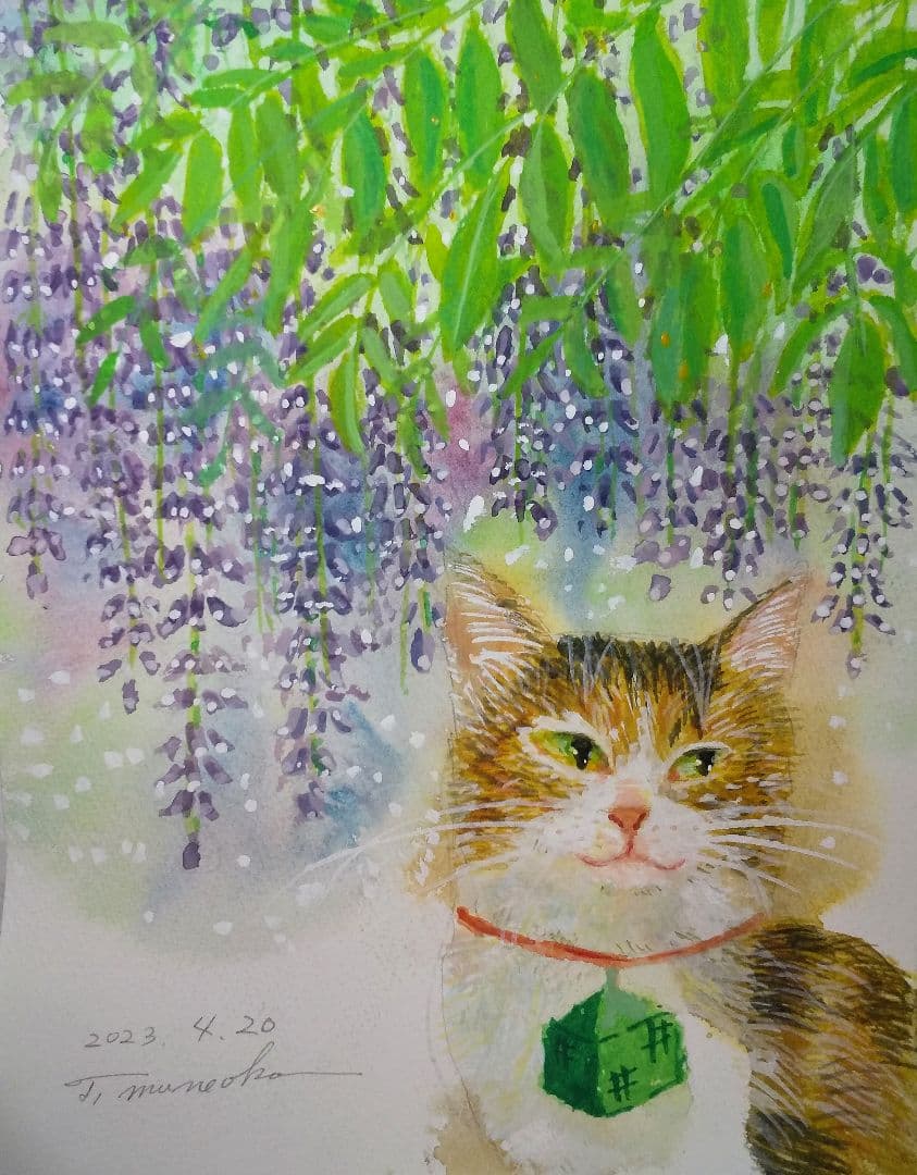 下り藤　涼しい心地