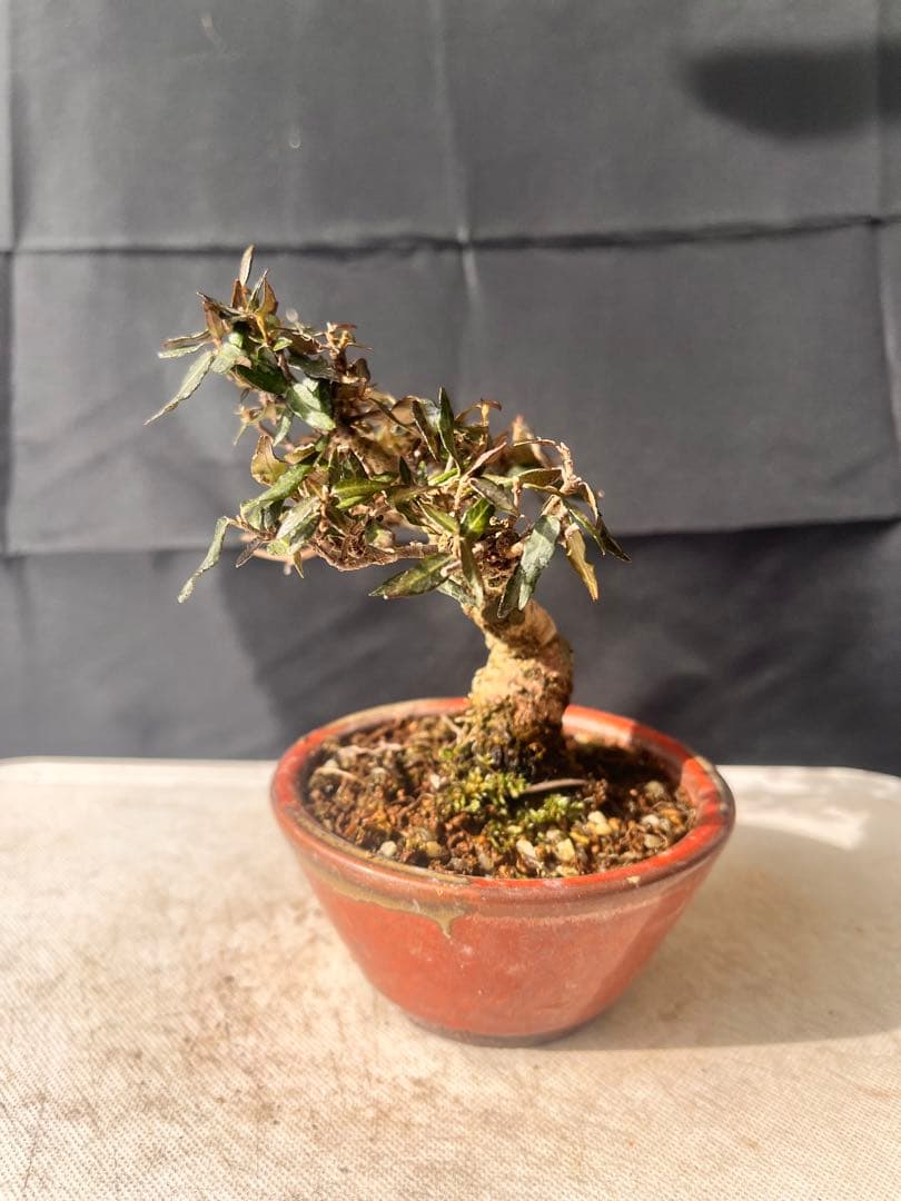 ピラカンサ盆栽 10%OFF‼️