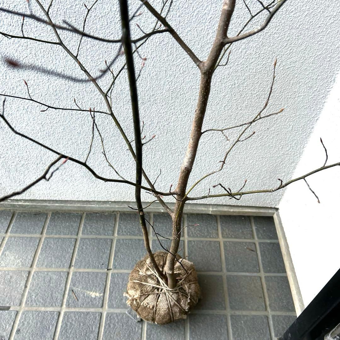 クロモジ（根巻き苗）黒文字　クロモジ苗木