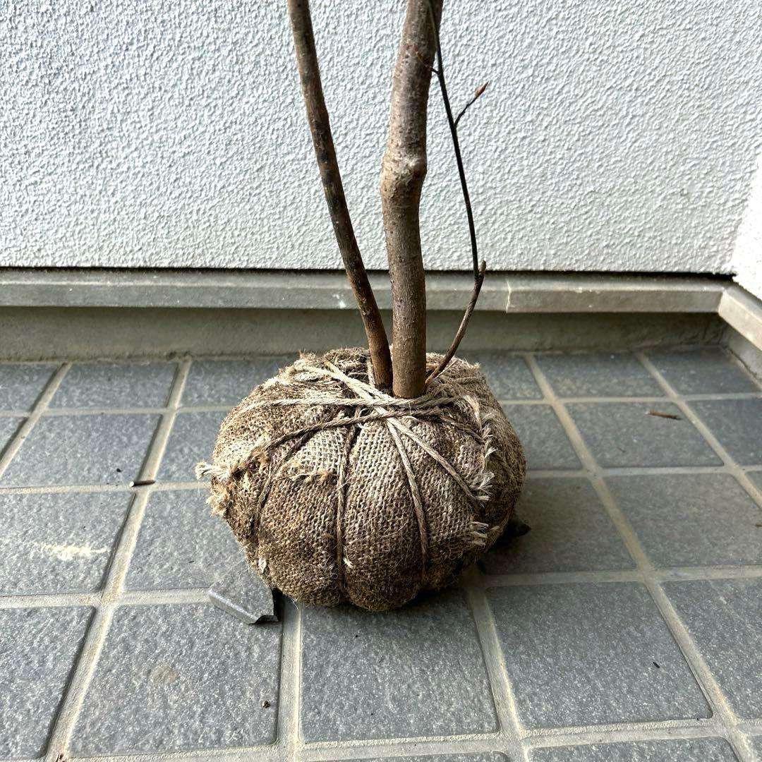 クロモジ（根巻き苗）黒文字　クロモジ苗木