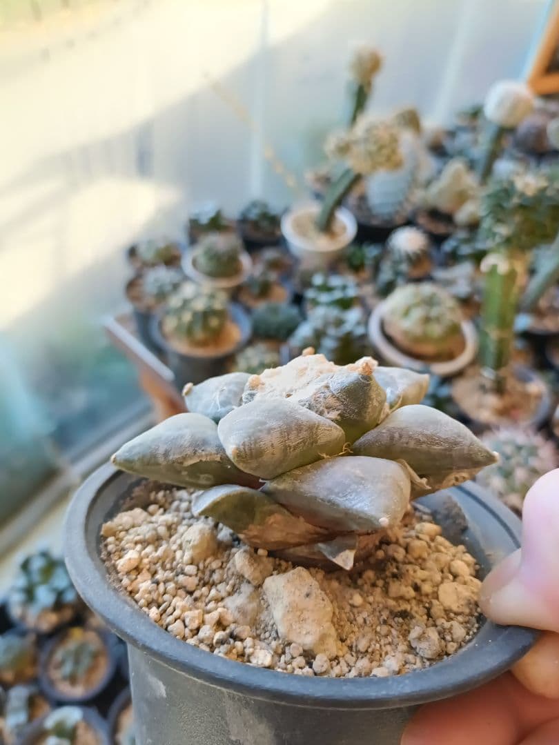 青磁牡丹　サボテン　実生株　アリオカルプス