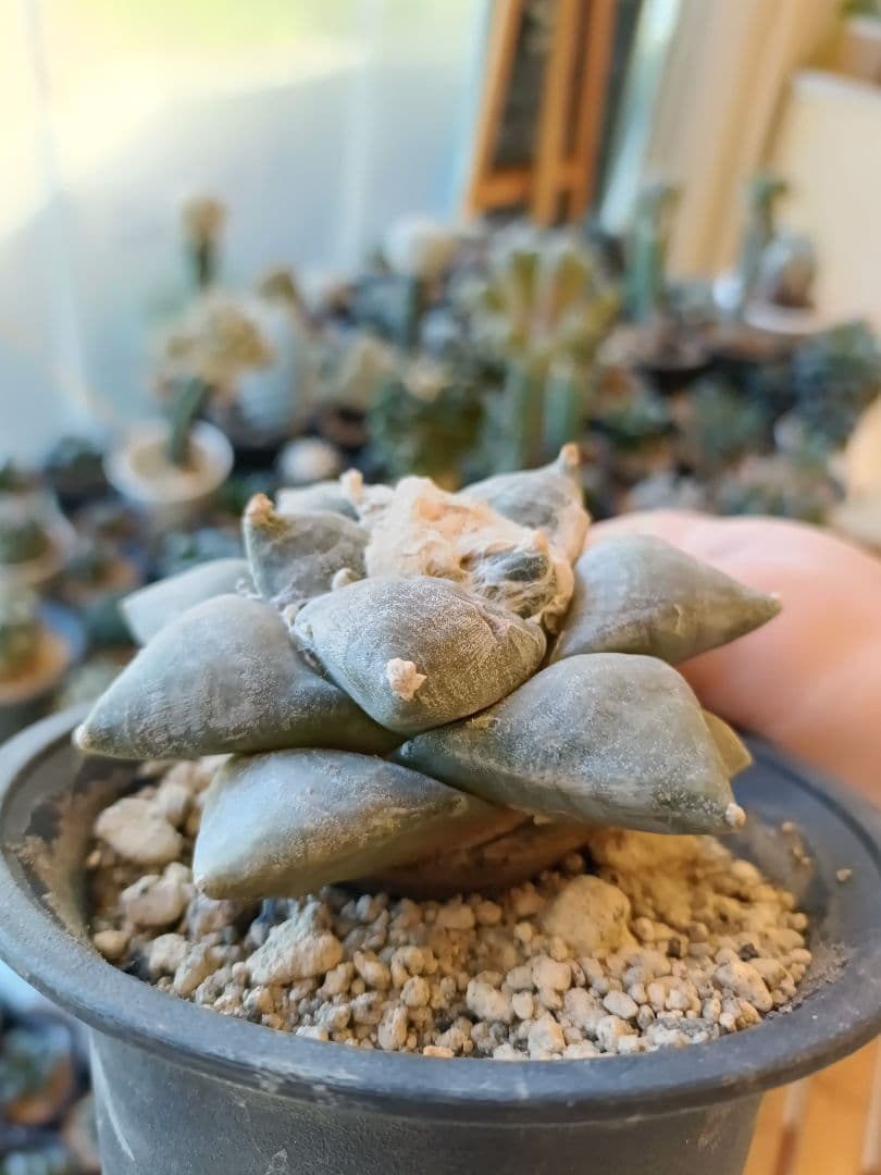 青磁牡丹　サボテン　実生株　アリオカルプス