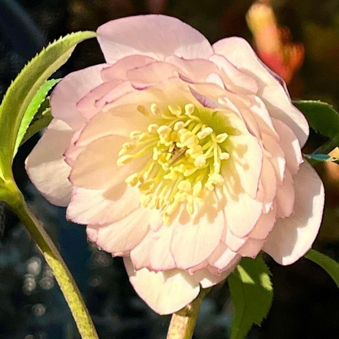 r*o様 3455☘️蕾花付き☘️⭐️極上美人⭐️ペールピンク⭐️透明感⭐️小輪