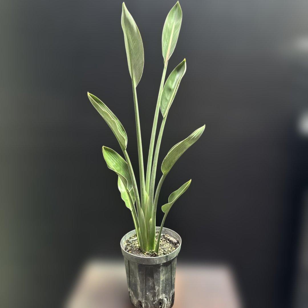 希少》ストレリチア ユンケア ノンリーフ 観葉植物 781