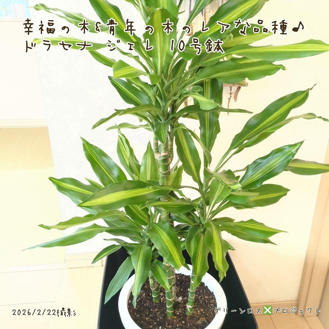 【B級品/大型観葉植物】幸福の木&青年の木のレアな品種♪ドラセナジェレ 10号鉢