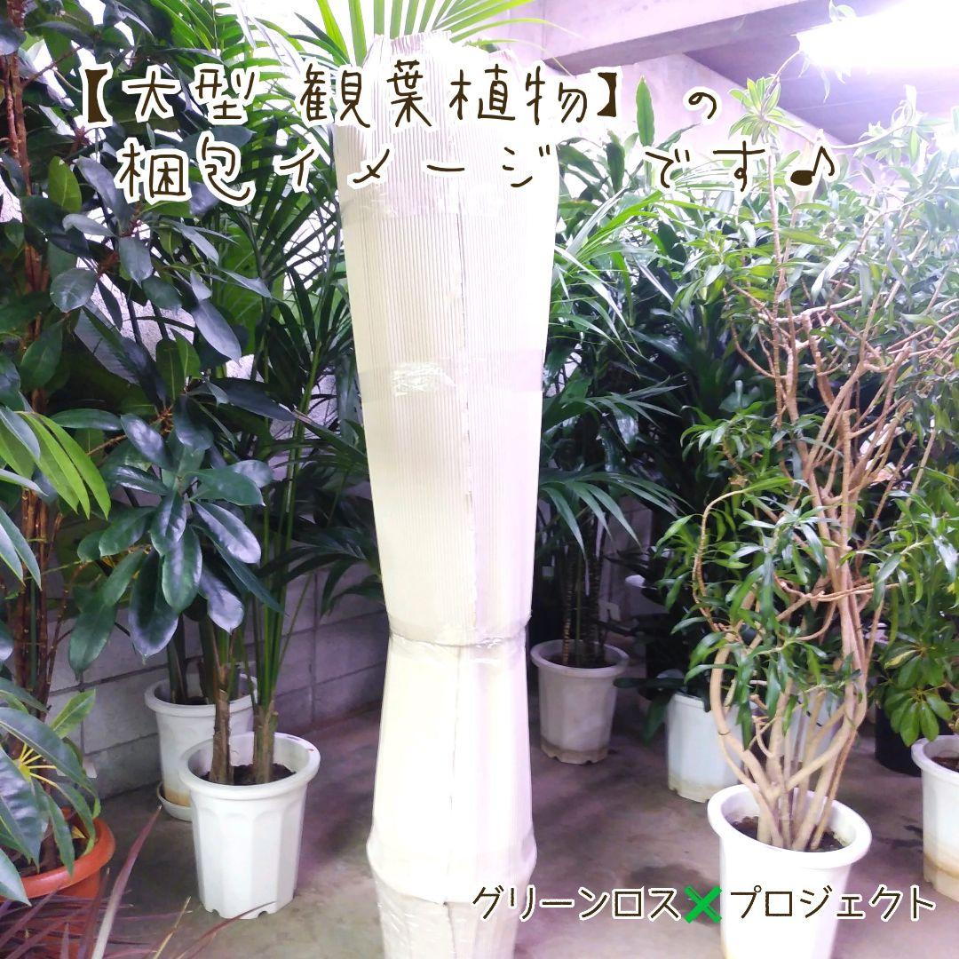 【B級品/大型観葉植物】幸福の木&青年の木のレアな品種♪ドラセナジェレ 10号鉢