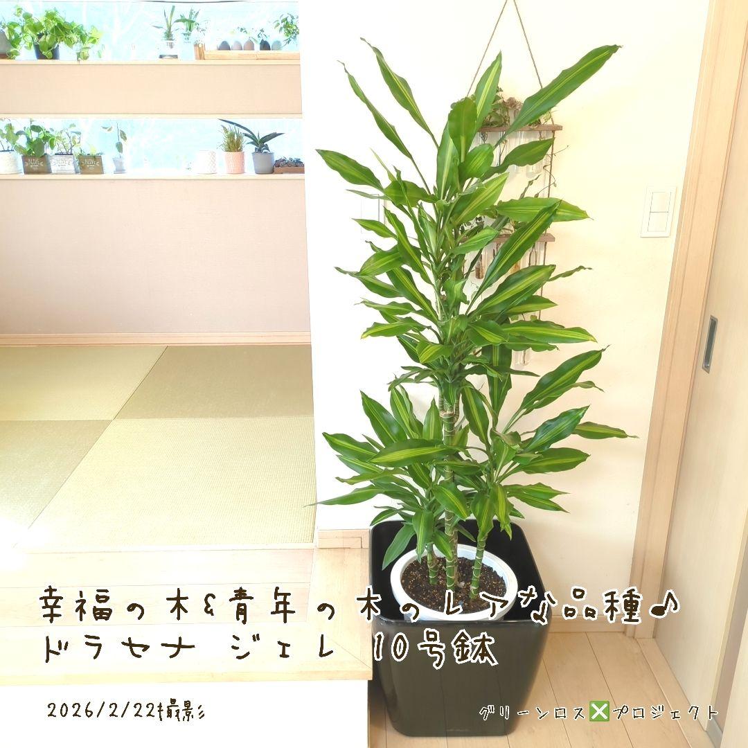 【B級品/大型観葉植物】幸福の木&青年の木のレアな品種♪ドラセナジェレ 10号鉢