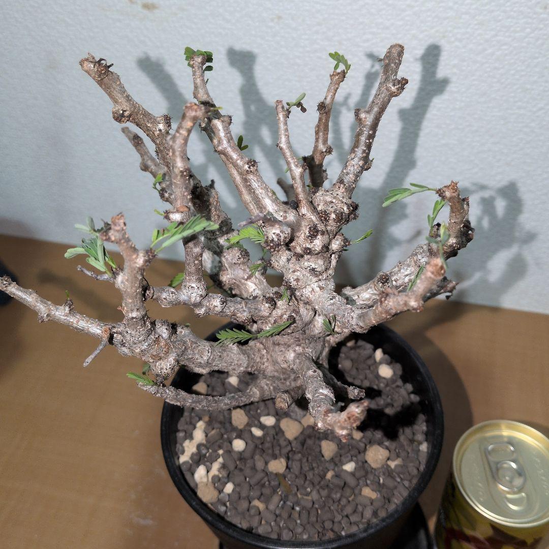 センナ　メリディオナリス　実生株 （鉢付き)