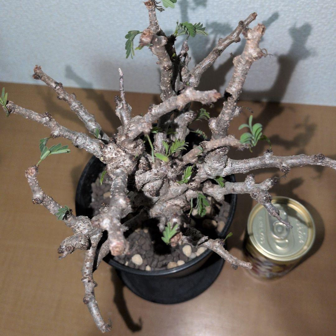 センナ　メリディオナリス　実生株 （鉢付き)