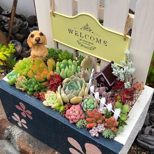 ★多肉植物　寄せ植え〜flower 木箱寄せ〜★