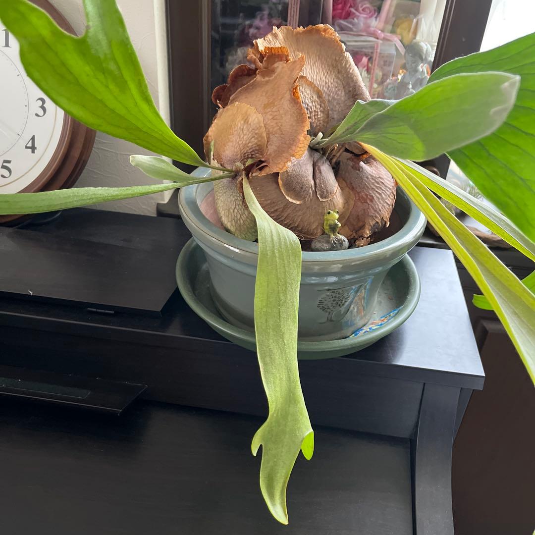 コウモリラン