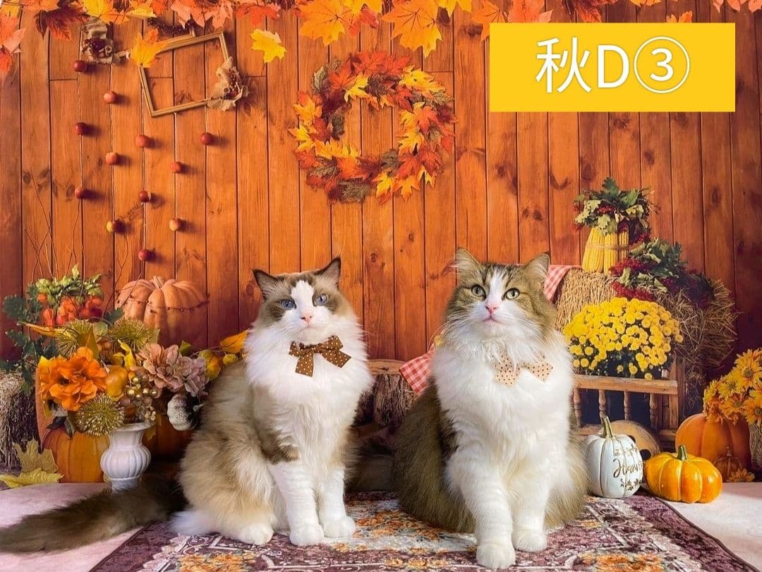 春　背景布　春CA②　ペット撮影用　トリミングチョーカー販売中　チューリップ