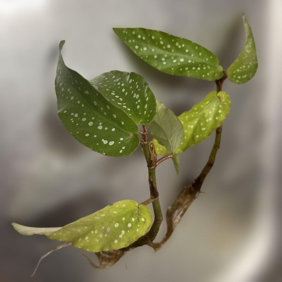 【最安値】Begonia albopicta ベゴニア　原種　アルボピクタ