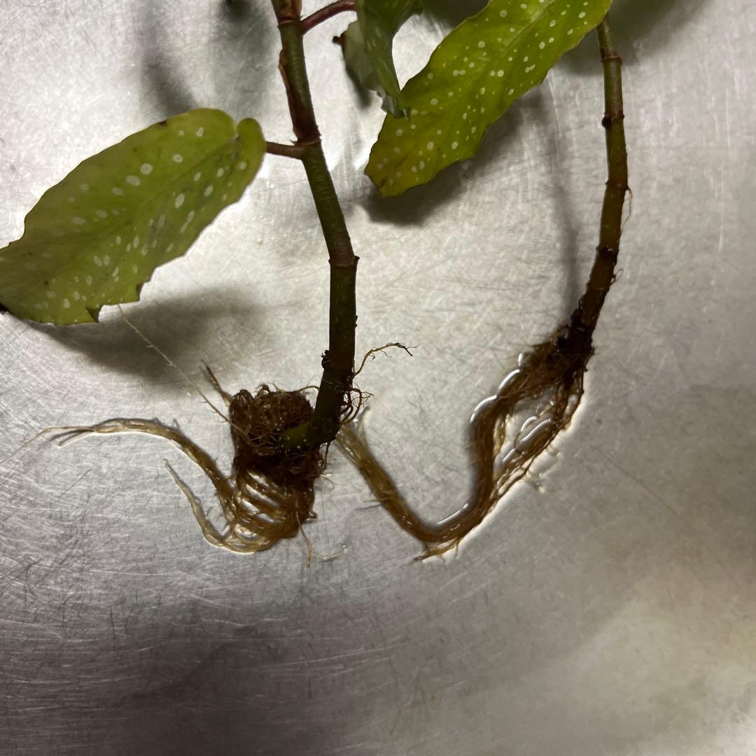 【最安値】Begonia albopicta ベゴニア　原種　アルボピクタ