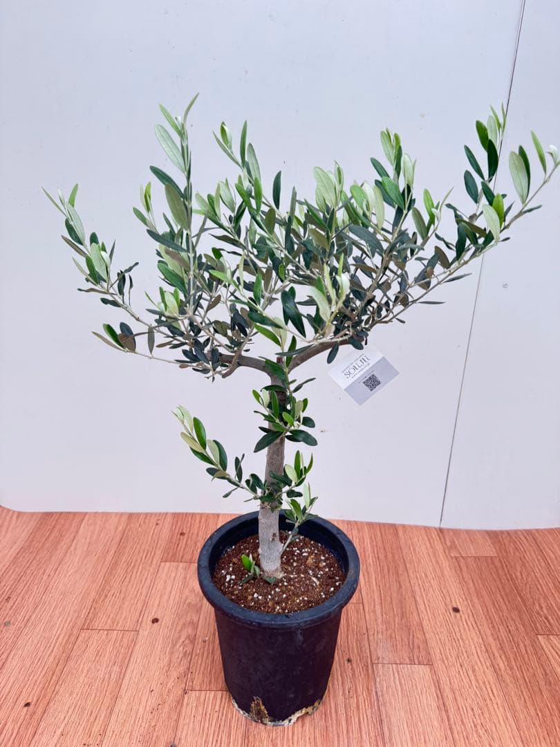 オリーブ　創樹　ルッカ　8
