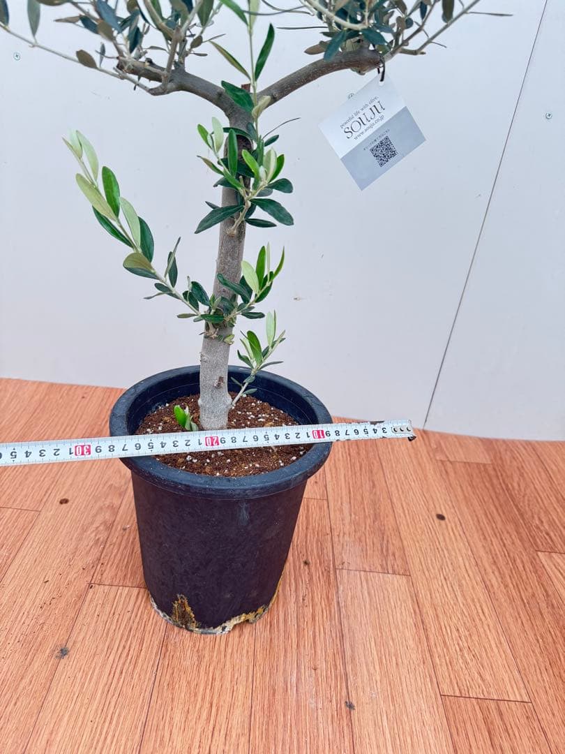 オリーブ　創樹　ルッカ　8