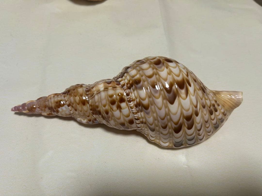 法螺貝3個セット(20~23cm)