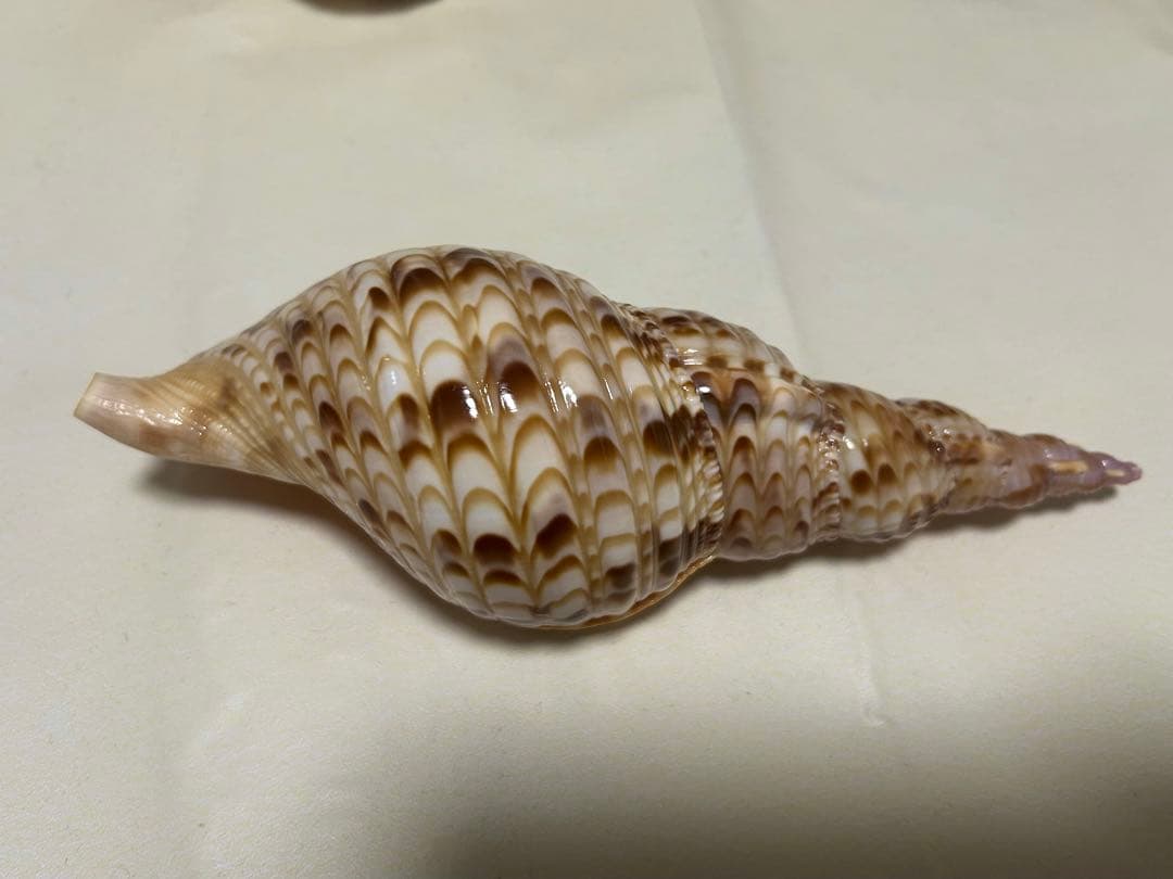 法螺貝3個セット(20~23cm)