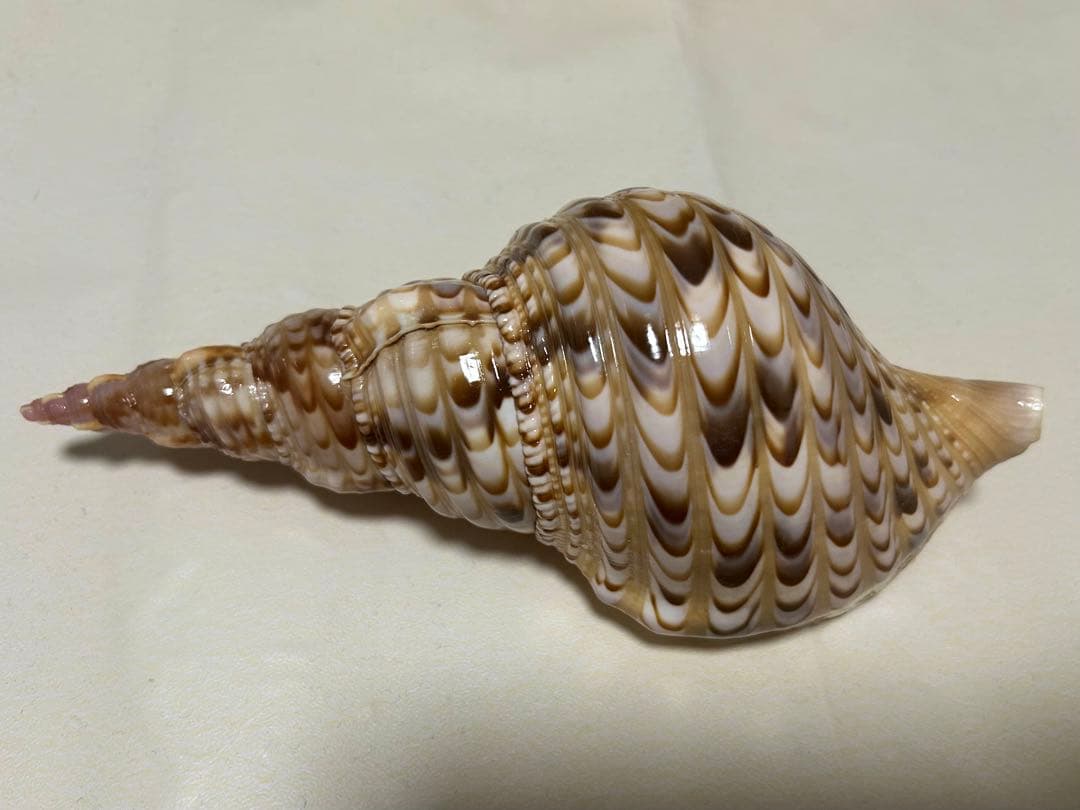 法螺貝3個セット(20~23cm)