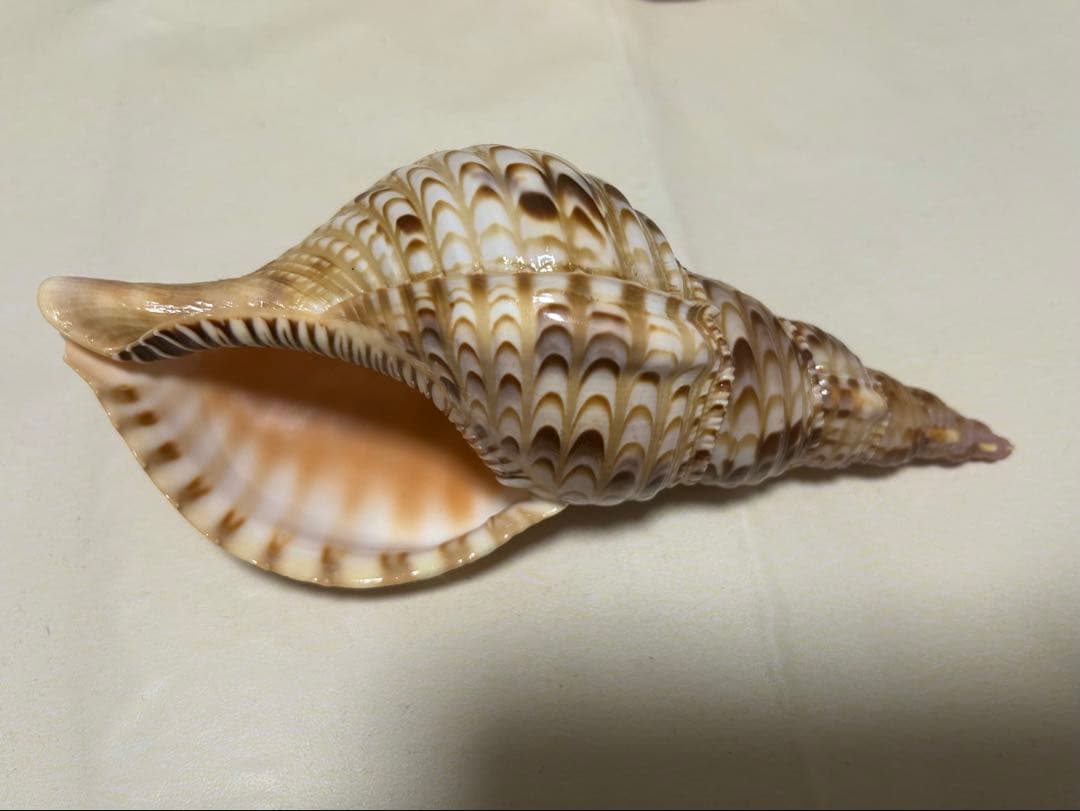 法螺貝3個セット(20~23cm)