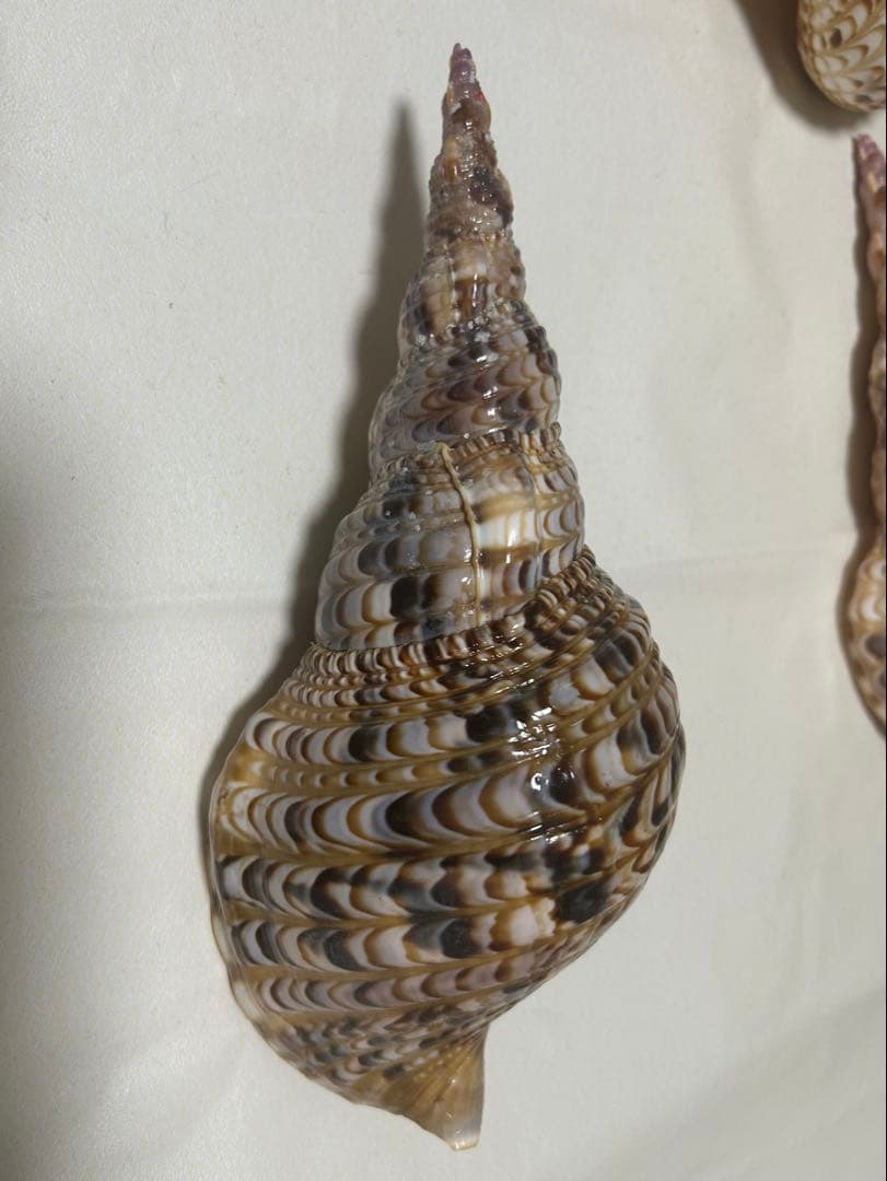 法螺貝3個セット(20~23cm)