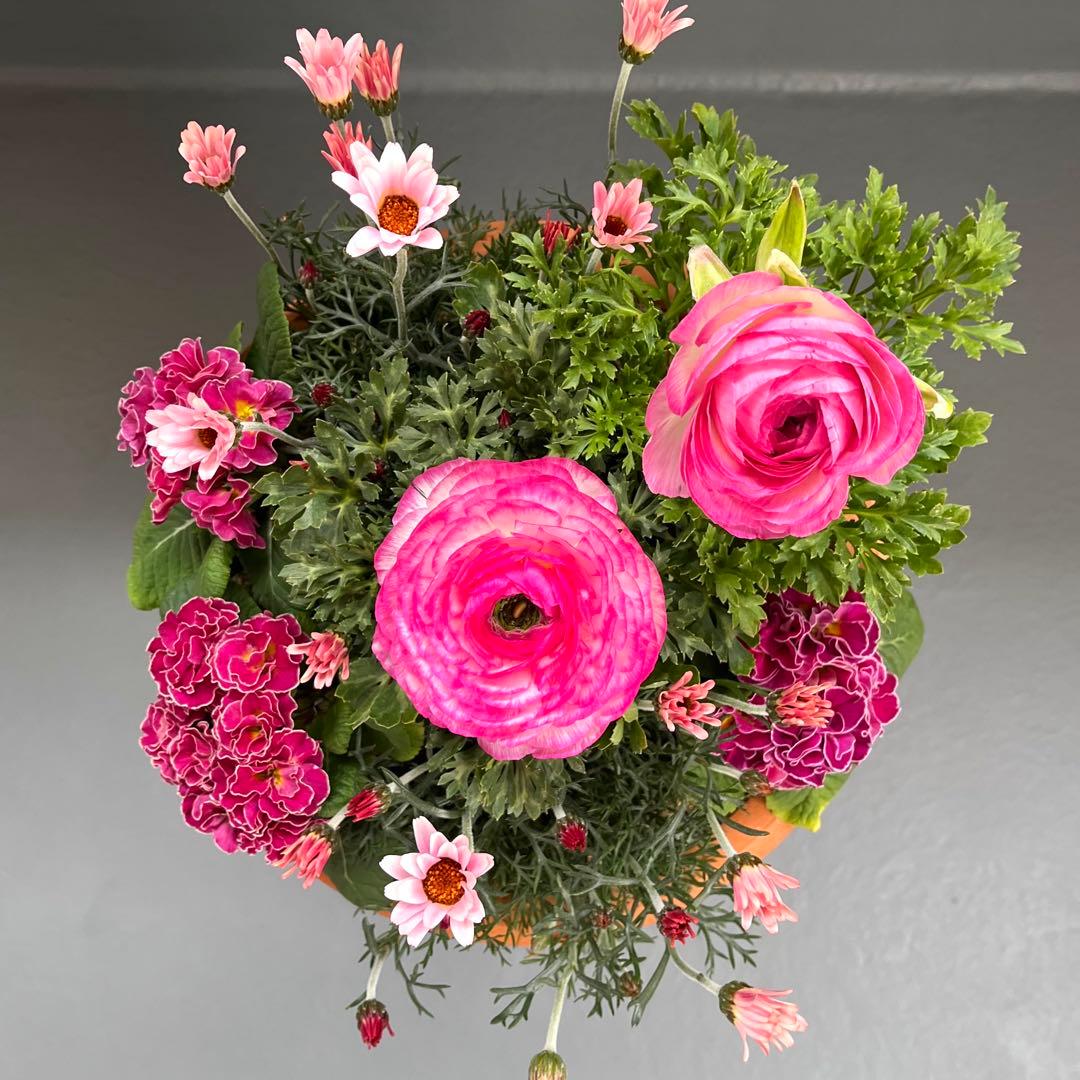 伊藤ぷー　春のお花の寄せ植え＊耐寒性ラナンキュラス/テラコッタ鉢