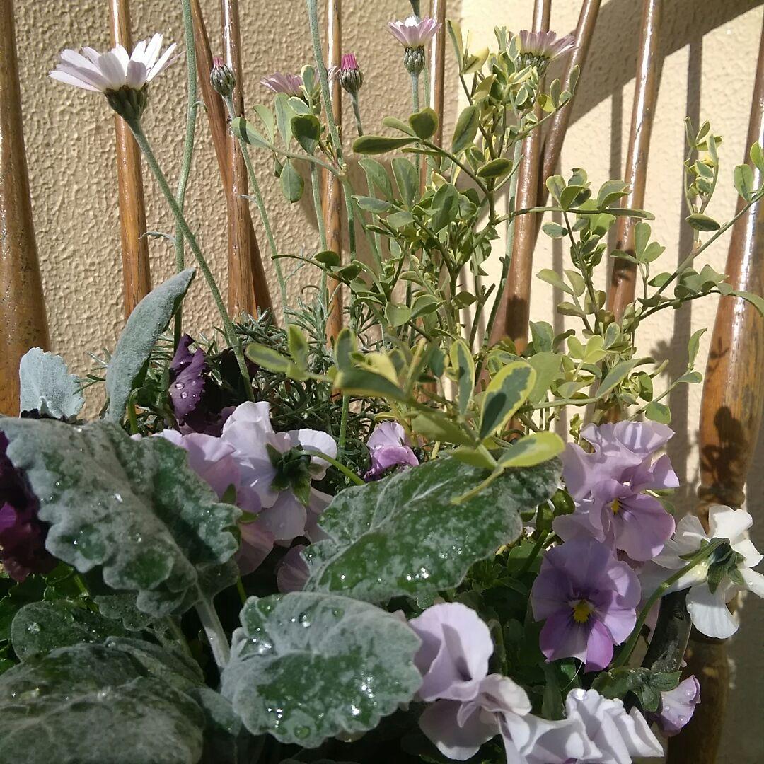 寄植え