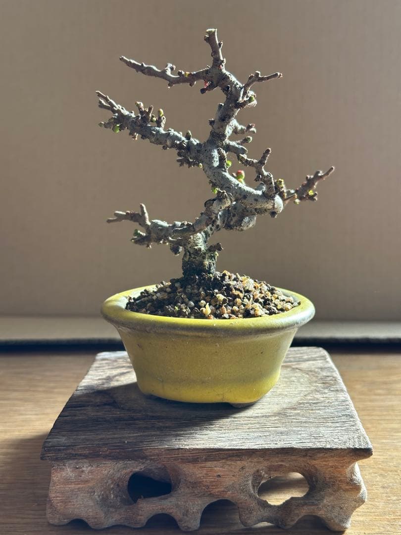 長寿梅 一重赤花 小品盆栽 ミニ盆栽-15