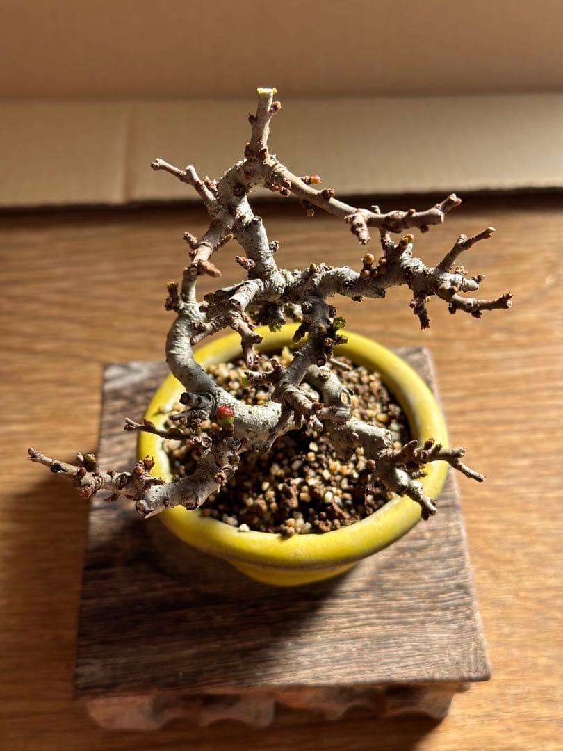 長寿梅 一重赤花 小品盆栽 ミニ盆栽-15