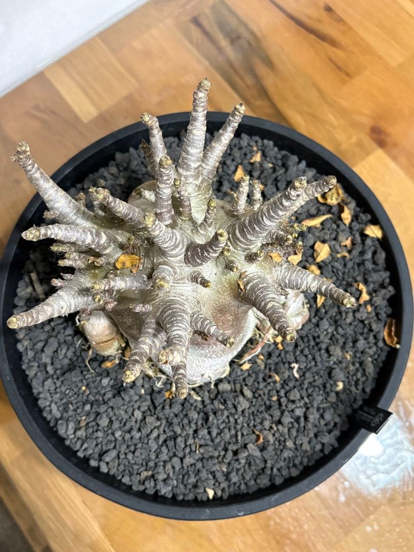 【早い者勝ち！】アデニウム　アラビカム　塊根植物 　多幹タイプコーデックス