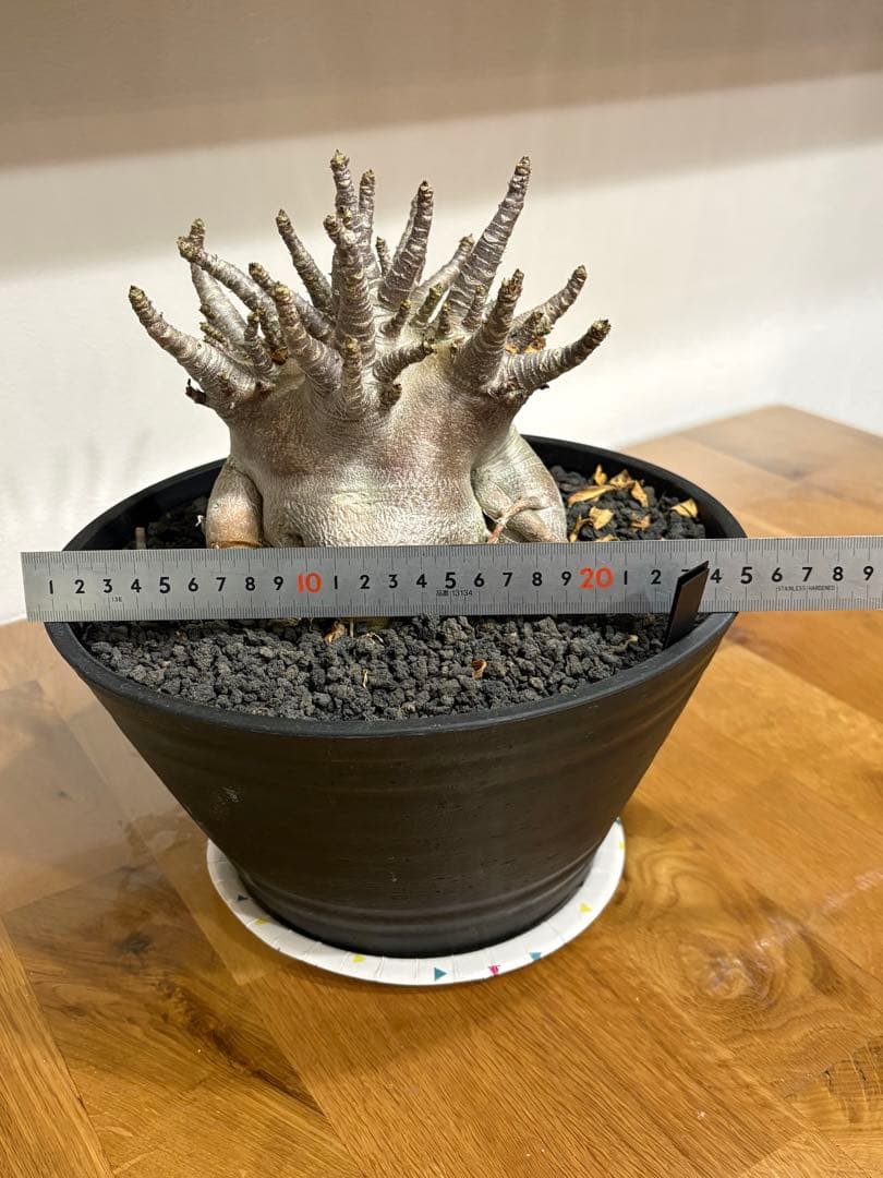 【早い者勝ち！】アデニウム　アラビカム　塊根植物 　多幹タイプコーデックス