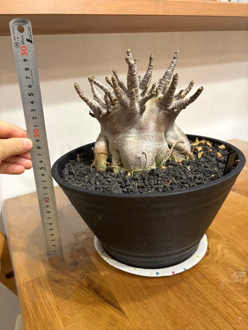 【早い者勝ち！】アデニウム　アラビカム　塊根植物 　多幹タイプコーデックス