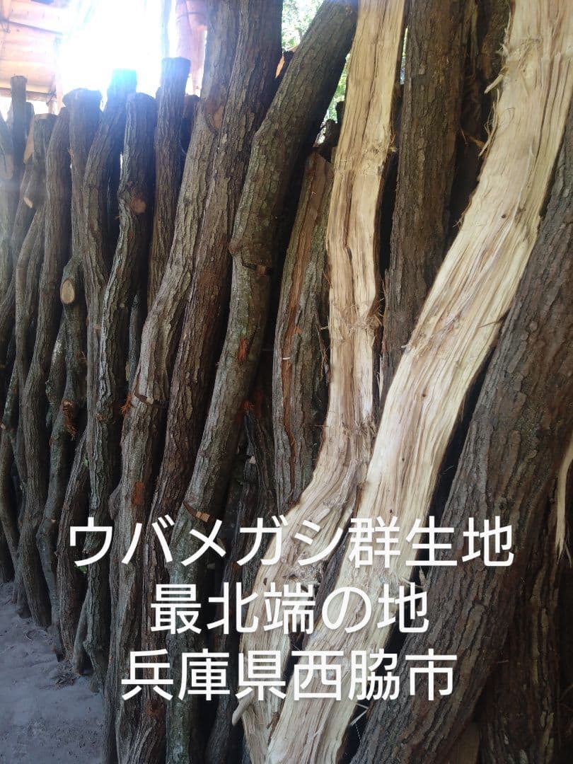 マエさん 荒１５キロ