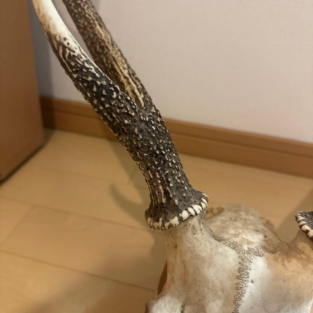 鹿の角　鹿の角頭蓋骨　スカル インテリア　ニホンジカ プラス鹿の角1本